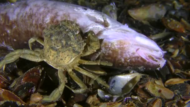 Green crab (Carcinus maenas) eats dead fish, back view, close-up. — Stok video