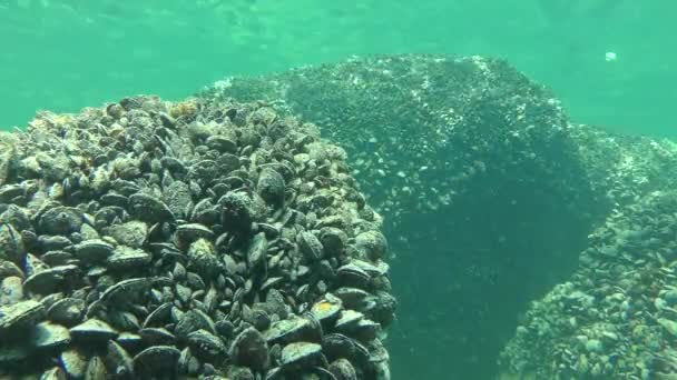 Batu ditumbuhi dengan banyak Mussel (Mytilus edulis), tembakan lebar. — Stok Video