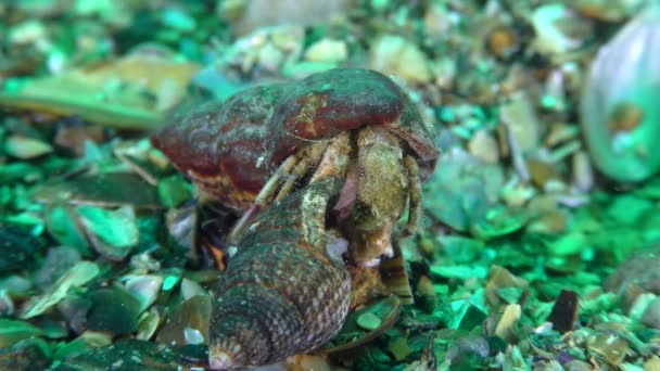 Reproducción de cangrejos ermitaños: antes del apareamiento, el macho arrastra una concha con una hembra. — Vídeos de Stock