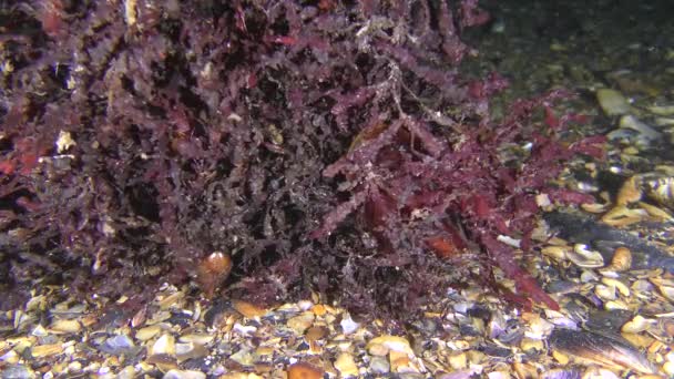 Rotalgen Phyllophora (Phyllophora crispa) auf dem Meeresboden. — Stockvideo