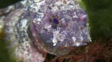 Black scorpionfish among swaying green algae, front view, portrait.