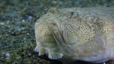 Bottom fish Atlantic stargazer lies on the seabed, portrait.