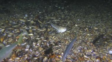 The poisonous fish Greater weever watches a flock of horse mackerel.