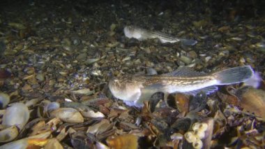 Two Atlantic stargazer  lie on the seabed, then one of them swims away.