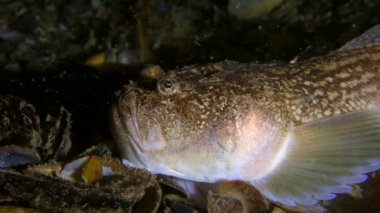 Sea fish Atlantic stargazer on the seabed, side view, close-up.