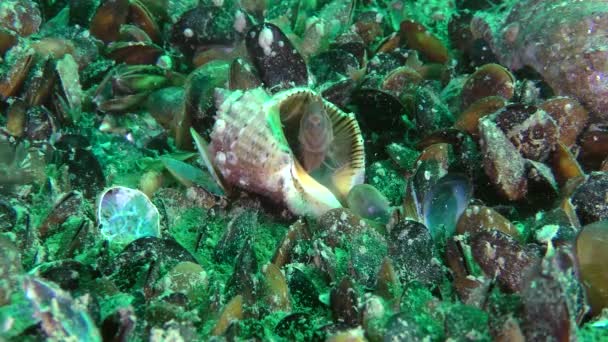 Muž Chapacled blenny in a empty shell Žíly Rapa Whelk, close-up. — Stock video