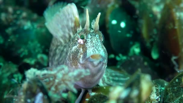Male Tentacled blenny at the bottom covered with mussel shells,  close-up. — Stok video