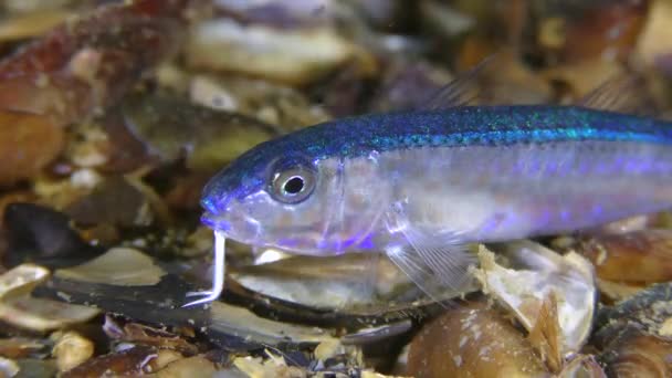 Forme pélagique juvénile de rouget (Mullus barbatus), gros plan. — Video