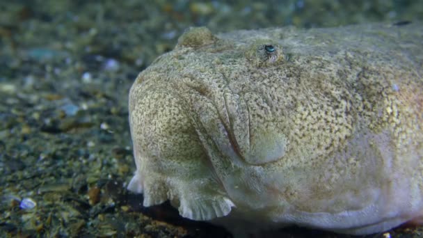 Peixe de fundo Atlântica Stargazer encontra-se no fundo do mar, retrato. — Vídeo de Stock