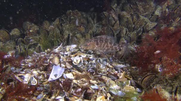 Fischlaichen Grauer Lippfisch: Männchen bringt Muscheln zum Nestbau. — Stockvideo