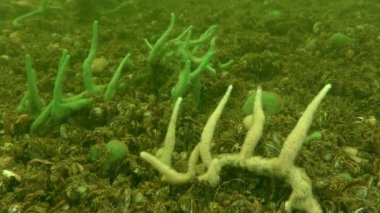 Tatlı su süngeri (Spongilla sp.) Nehrin dibinde..