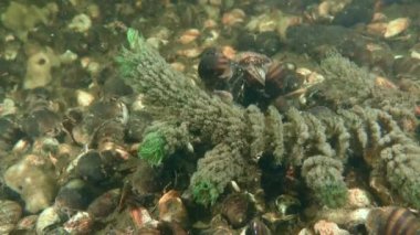 Nehir suyu filtreleme görselleştirmesi.