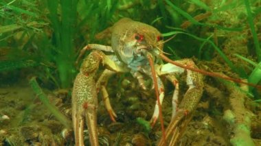 Yeşil su bitkileri arasında Avrupa kerevitleri.