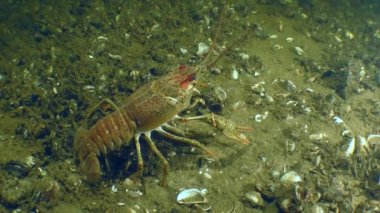 Avrupa kerevitleri çerçeveyi terk eder.