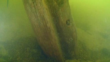 Dinyeper Nehri 'ndeki Kazakların antik ahşap gemisi hakkında arkeolojik araştırma..