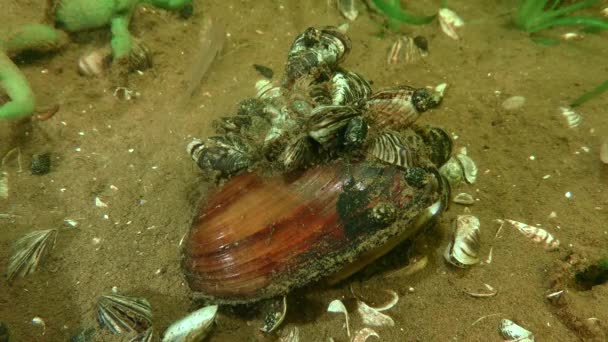 Espécies introduzidas: Zebra Mussel (Dreissena polymorpha). — Vídeo de Stock