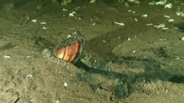 Freshwater bivalve Painter's mussel (Unio pictorum). — Stock Video