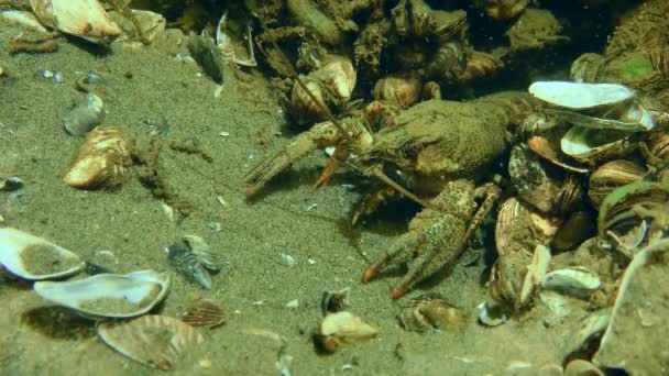 European crayfish in its burrow. — Stock Video