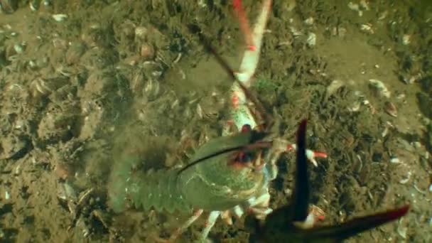 Crayfish demonstrates a threat pose. — Stock Video