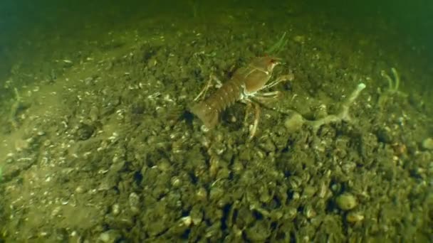 Udang karang Eropa merayap di bagian bawah. — Stok Video