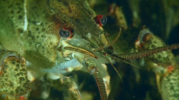Crayfish Eropa di dasar sungai, close-up. — Stok Video
