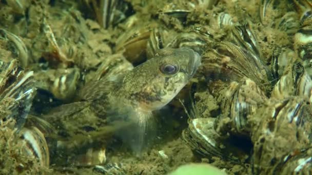 Racer goby or Goad goby on the river bed. — Stock Video