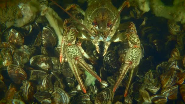 European Crayfish on the river bottom, close-up. — стокове відео