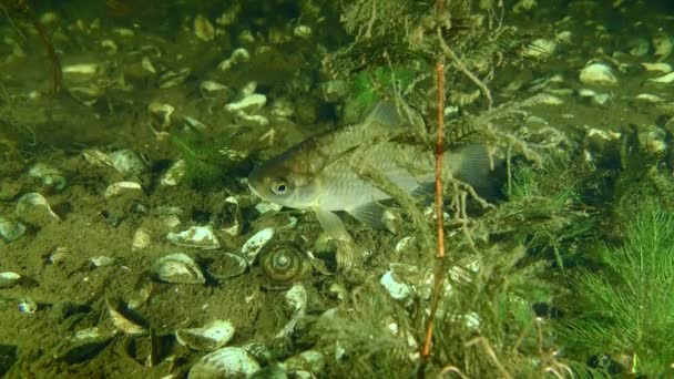 Nehrin dibindeki Prusya sazan balığı veya Gibel sazan balığı.. — Stok video