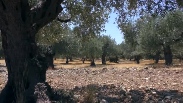 Olijfgaard op een hete zomermiddag, langzame zoom. Europa, Griekenland. — Stockvideo