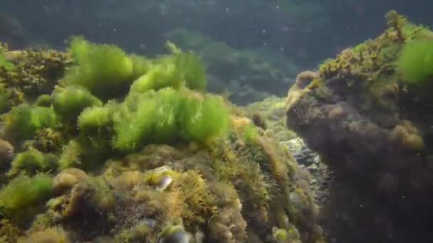 Rocas en aguas poco profundas cubiertas de algas verdes. — Vídeos de Stock