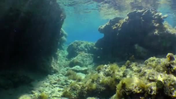 Snorkling: kameran rör sig i grunt vatten bland stenarna täckta med alger. — Stockvideo