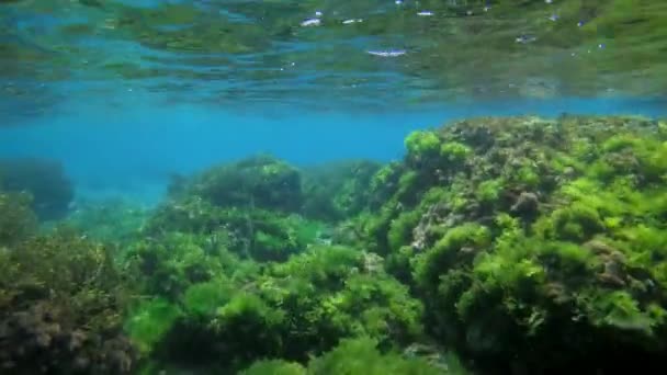 Amera se mueve sobre un paisaje rocoso submarino con numerosos peces y algas. — Vídeo de stock