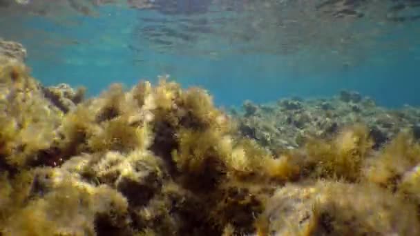 Unterwasserlandschaft: Braunalgen (Cystoseira mediterranea) schwanken in den Sonnenstrahlen. — Stockvideo