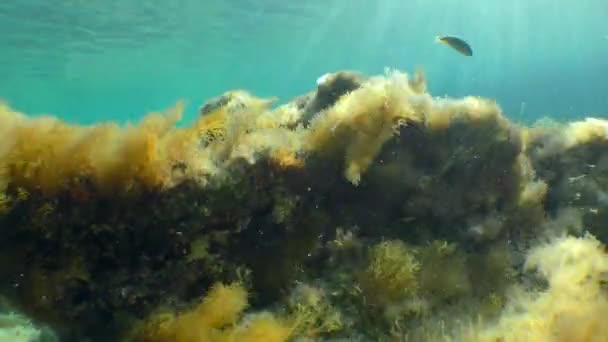 Schöne Unterwasserlandschaft: Steine, vibrierende Algen, schräge Sonnenstrahlen. — Stockvideo