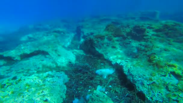 Denizde plastik: deniz dalgaları ve akıntılar ölü algler ve kaya yarıklarında büyük miktarlarda plastik atık topluyor. — Stok video