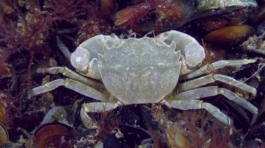 Midyeyle kaplı deniz tabanında Greyfurt Yengeci.