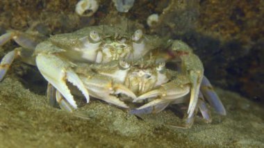 Üreme Uçan Yengeç: Bir çift yengeç.