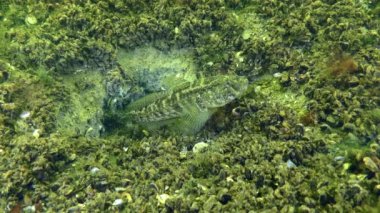 Üreme Çimeni Goby: Erkek yuvayı korur.