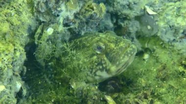 Üreme Çimeni Goby: Erkek yuvayı korur.