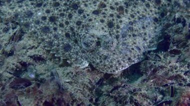 Denizin dibindeki Avrupalı turbot.
