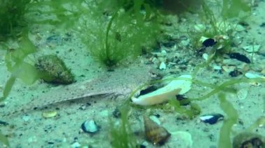 Kumlu bir denizin dibindeki ejderha.