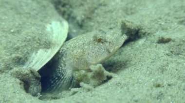 Kumlu bir zeminde Marble Goby 'nin üremesi.