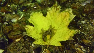 Derinlerde sonbahar mevsimi.