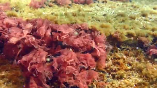 红藻摇曳的场景海底景观. — 图库视频影像