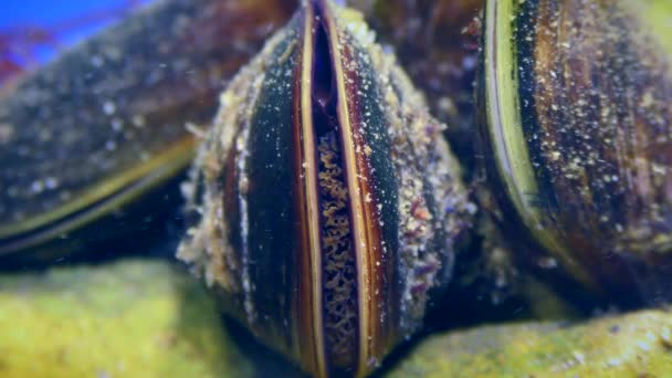 Muscheln (Mytilus) filtern Meerwasser. — Stockvideo