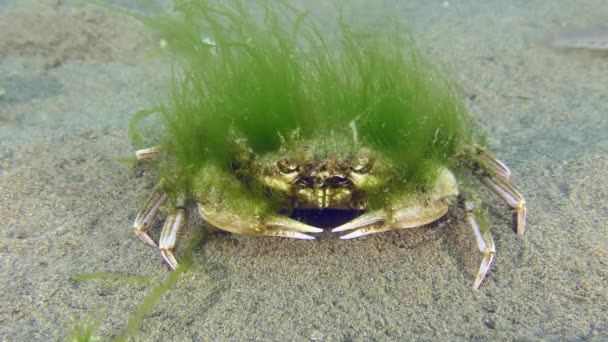 Старий літаючий краб вирощений з зеленими водоростями . — стокове відео