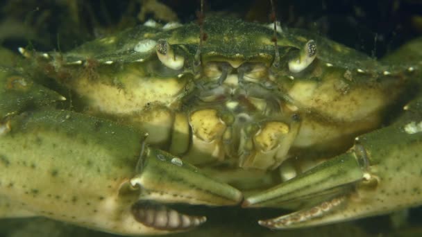 Crabe du rivage européen au fond de la mer. — Video