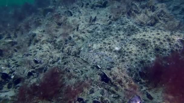 Rombo chiodato mediterraneo sul fondo del mare. — Video Stock