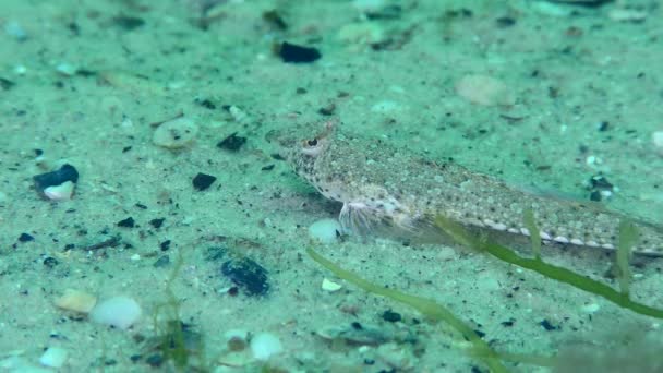 El dragonet de Risso en un fondo marino arenoso. — Vídeos de Stock