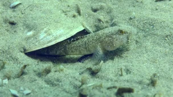 Αναπαραγωγή του Marbled goby σε αμμώδη πυθμένα. — Αρχείο Βίντεο